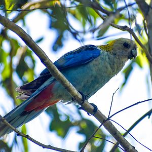 Pale-headed Rosella (Platycercus adscitus)