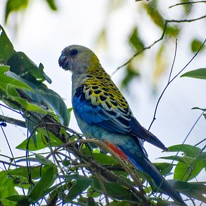 Pale-headed Rosella (Platycercus adscitus)
