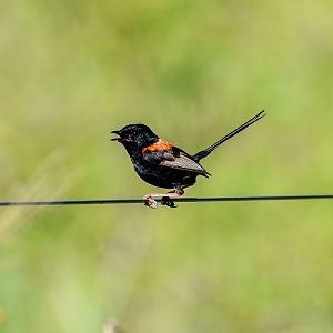 Red-backed Fairywren (Malurus melanocephalus)