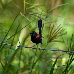 Red-backed Fairywren (Malurus melanocephalus)