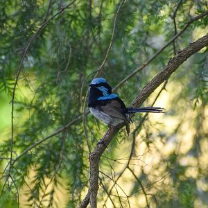 Superb Fairywren (Malurus cyaneus)