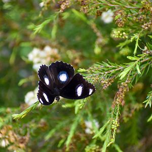 Common Eggfly (Hypolimnas bolina)
