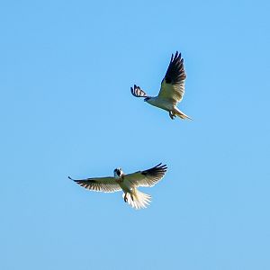 Black-shouldered Kites (Elanus axillaris)