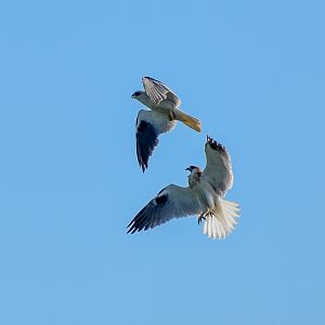 Black-shouldered Kites (Elanus axillaris)