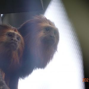 Golden-headed Lion Tamarin (Leontopithecus chrysomelas)
