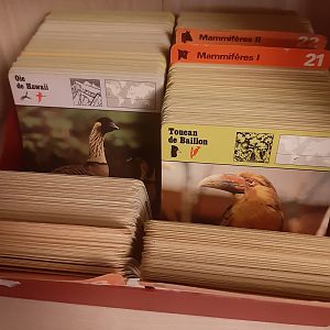 Safari Cards (Fichier Safari, en français)