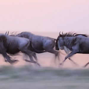 Motion blur wildebeest