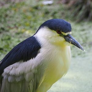 Black-crowned night heron (Nycticorax nycticorax nycticorax), 2021-07-20