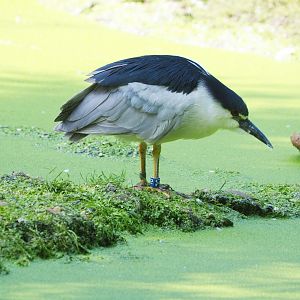 Black-crowned night heron (Nycticorax nycticorax nycticorax), 2021-07-20