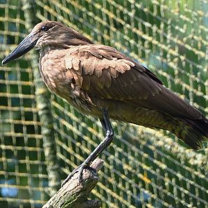 Hamerkop (Scopus umbretta), 2021-07-20