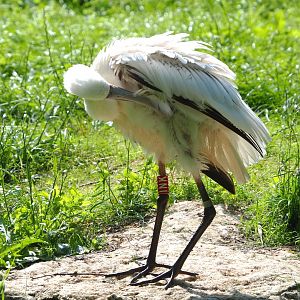 African spoonbill (Platalea alba), 2021-07-20