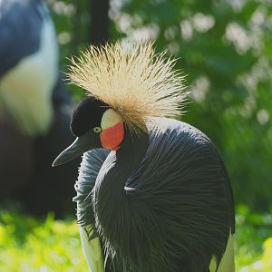 Western black crowned crane (Balearica pavonina pavonina), 2021-07-20