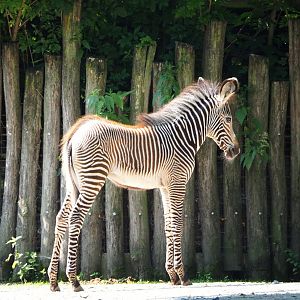 Grevy's zebra foal (Equus grevyi), 2021-07-20