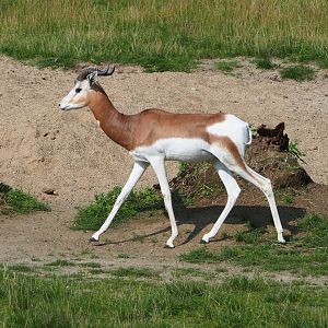 Mhorr gazelle (Nanger dama mhorr), 2021-07-20