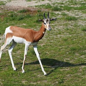 Mhorr gazelle (Nanger dama mhorr), 2021-07-20