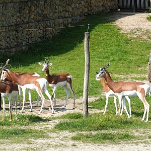 Mhorr gazelles (Nanger dama mhorr), 2021-07-20