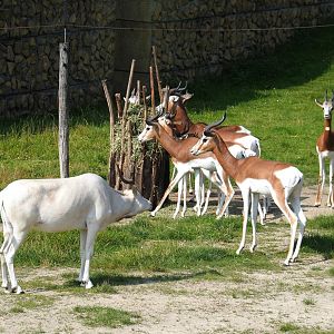 Mhorr gazelle (Nanger dama mhorr) and Addax (Addax nasomaculatus),, 2021-07-20