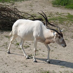 Addax (Addax nasomaculatus), 2021-07-20