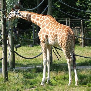 Young Kordofan giraffe (Giraffa camelopardalis antiquorum), 2021-07-20