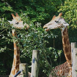Kordofan giraffes (Giraffa camelopardalis antiquorum), 2021-07-20