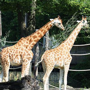 Kordofan giraffes (Giraffa camelopardalis antiquorum), 2021-07-20