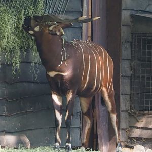 Mountain bongo (Tragelaphus eurycerus isaaci), 2021-07-20