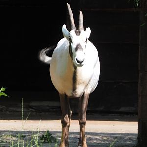 Arabian oryx (Oryx leucoryx), 2021-07-20