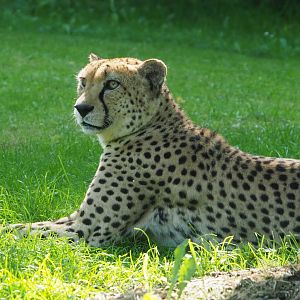 Sudan cheetah (Acinonyx jubatus soemmeringii), 2021-07-20