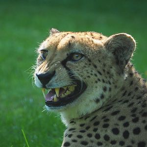 Angry Sudan cheetah (Acinonyx jubatus soemmeringii), 2021-07-20