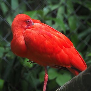 Scarlet ibis (Eudocimus ruber), 2021-07-20