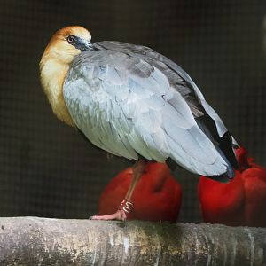 Black-faced ibis (Theristicus melanopis), 2021-07-20