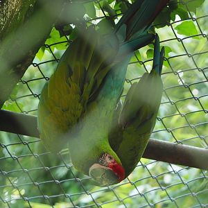 Mexican military macaw (Ara militaris mexicana), 2021-07-20