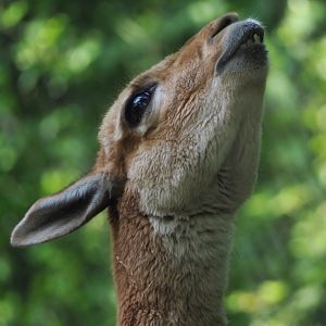 Vicuña (Vicugna vicugna), 2021-07-20
