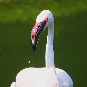 Lesser flamingo (Phoeniconaias minor), 2021-07-20