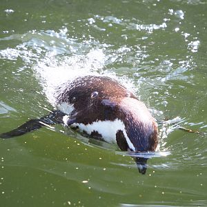 Swimming Humboldt penguin (Spheniscus humboldti), 2021-07-20