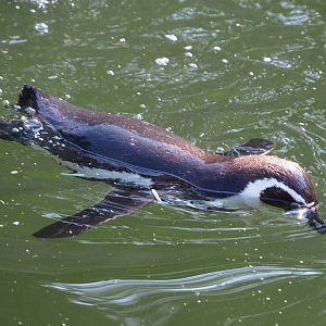 Swimming Humboldt penguin (Spheniscus humboldti), 2021-07-20