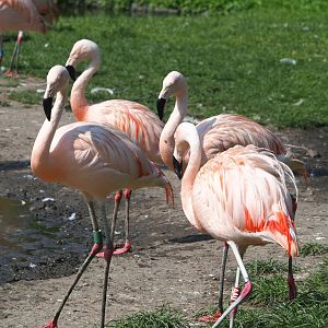 Chilean flamingos (Phoenicopterus chilensis), 2021-07-20