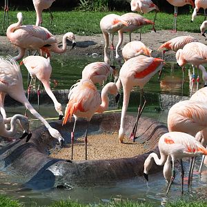 Chilean flamingo (Phoenicopterus chilensis), 2021-07-20
