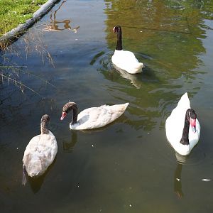 Black-necked swans (Cygnus melancoryphus), 2021-07-20