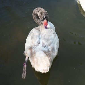 Juvenile Black-necked swan (Cygnus melancoryphus), 2021-07-20