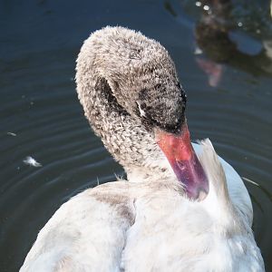Juvenile Black-necked swan (Cygnus melancoryphus), 2021-07-20