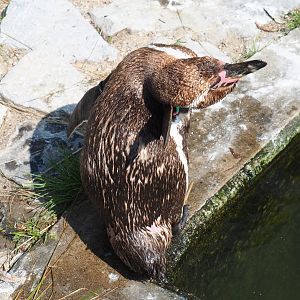 Humboldt penguin (Spheniscus humboldti), 2021-07-20