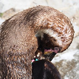 Humboldt penguin (Spheniscus humboldti), 2021-07-20