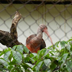 Juvenille scarlet ibis - Belo Horizonte zoo