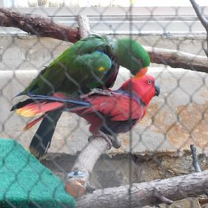 Electus parrot