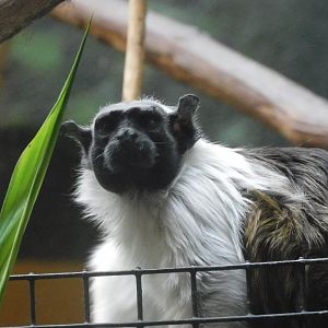 Pied tamarin
