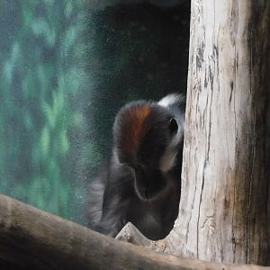 Red capped mangabey