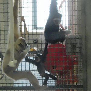 White handed gibbon