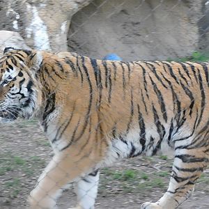 Amur tiger