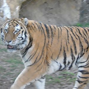 Amur tiger